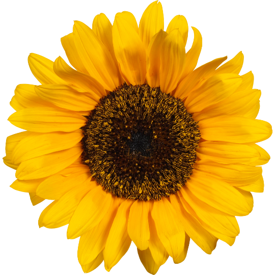 Een zonnebloem, het logo van Veerkracht Positief Coaching